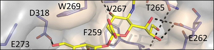 Ludger publication - Microbiology